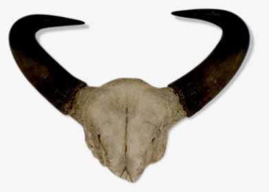 Pair Of Horns Of Buffalo"  Src="https - Horn, HD Png Download, Free Download